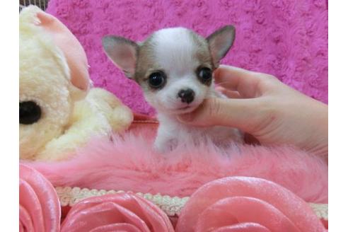 成約済の京都府のチワワ-21292の3枚目