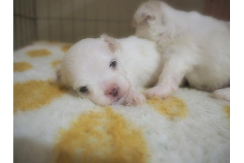 成約済の愛知県のマルチーズ-21098の2枚目