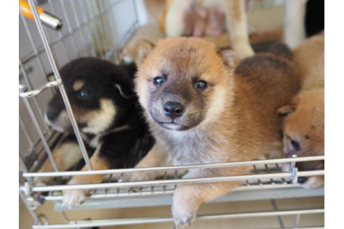 成約済の愛知県の柴犬-20297の3枚目