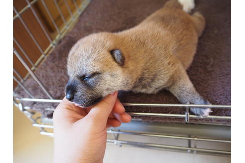 成約済の愛知県の柴犬-21296の4枚目