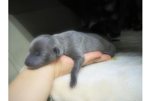 成約済の愛知県のイタリアングレーハウンド(イタグレ)-21311の3枚目
