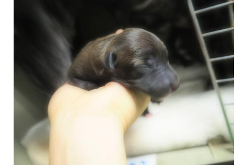 成約済の愛知県のイタリアングレーハウンド(イタグレ)-21312の5枚目