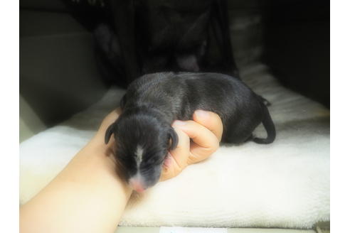 成約済の愛知県のイタリアングレーハウンド(イタグレ)-21312の4枚目