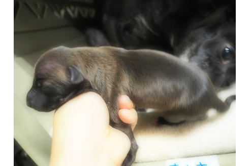 成約済の愛知県のイタリアングレーハウンド(イタグレ)-21312の3枚目