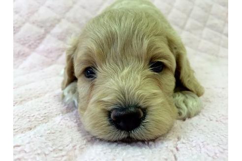 成約済の茨城県のミックス犬-21368の2枚目