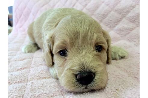 成約済の茨城県のミックス犬-21368の1枚目