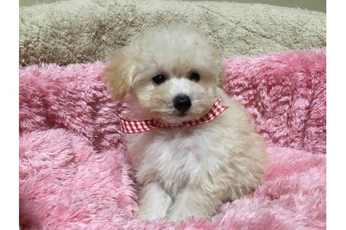 成約済の福岡県のミックス犬-21376の1枚目