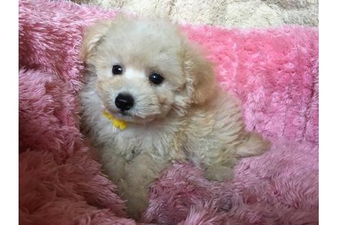 成約済の福岡県のミックス犬-21376の2枚目
