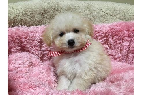 成約済の福岡県のミックス犬-21376の3枚目