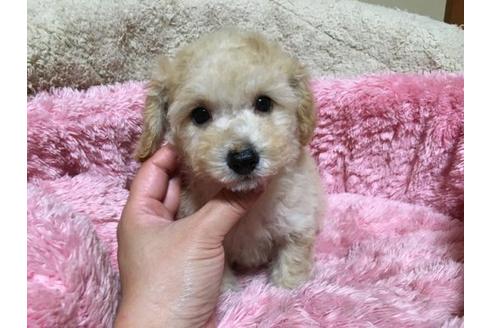 成約済の福岡県のミックス犬-21377の1枚目