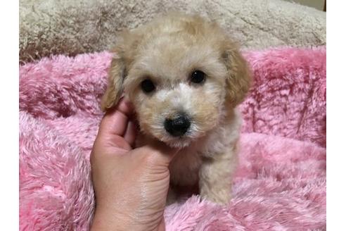 成約済の福岡県のミックス犬-21377の2枚目