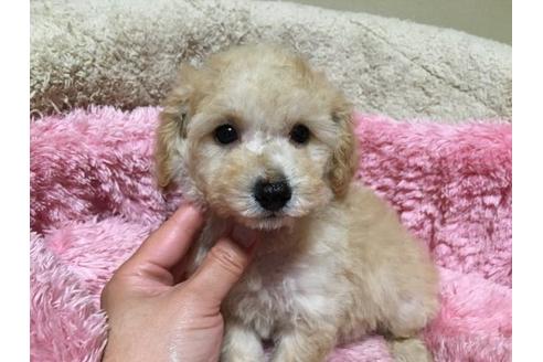 成約済の福岡県のミックス犬-21377の3枚目