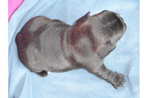 成約済の兵庫県のフレンチブルドッグ-21392の1枚目