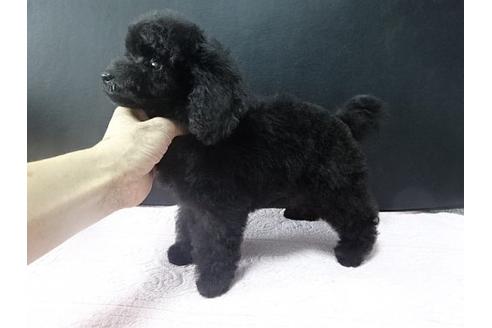 成約済の大阪府のトイプードル-19173の1枚目