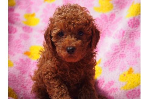 成約済の茨城県のトイプードル-21432の3枚目