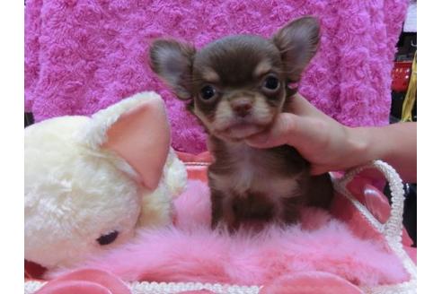 成約済の京都府のチワワ-21437の2枚目