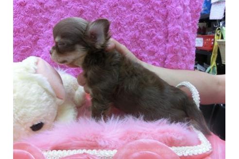 成約済の京都府のチワワ-21437の3枚目