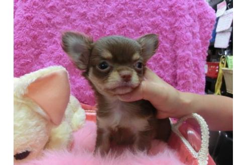 成約済の京都府のチワワ-21437の1枚目