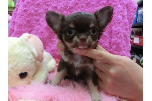 成約済の京都府のチワワ-21438の1枚目