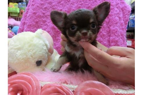 成約済の京都府のチワワ-21438の3枚目