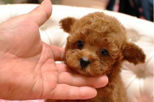 成約済の茨城県のトイプードル-21441の3枚目