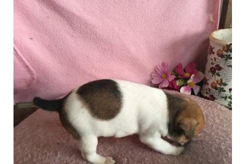 成約済の栃木県のジャックラッセルテリア-21448の3枚目
