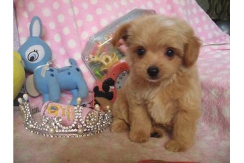 成約済の静岡県のミックス犬-20423の3枚目