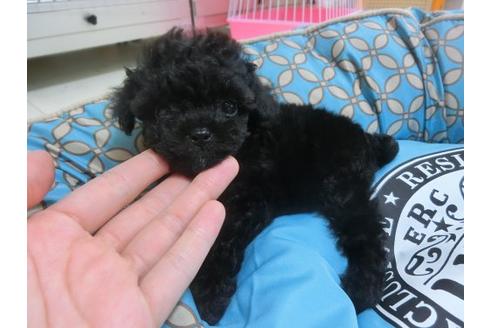 成約済の福岡県のトイプードル-21476の1枚目