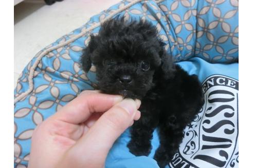 成約済の福岡県のトイプードル-21476の2枚目