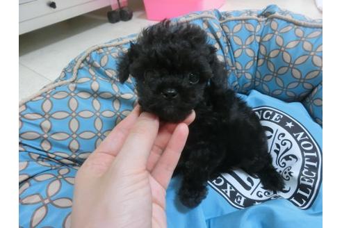 成約済の福岡県のトイプードル-21476の3枚目