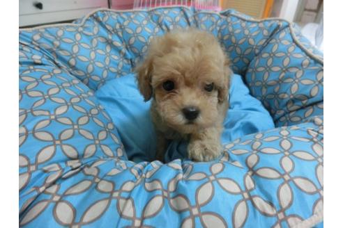成約済の福岡県のトイプードル-21477の2枚目