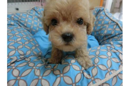 成約済の福岡県のトイプードル-21477の3枚目
