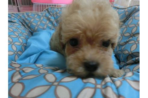 成約済の福岡県のトイプードル-21477の1枚目