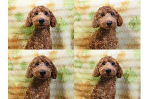 成約済の千葉県のトイプードル-21501の3枚目