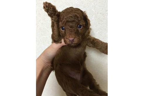 成約済の山口県のタイニープードル-21519の1枚目