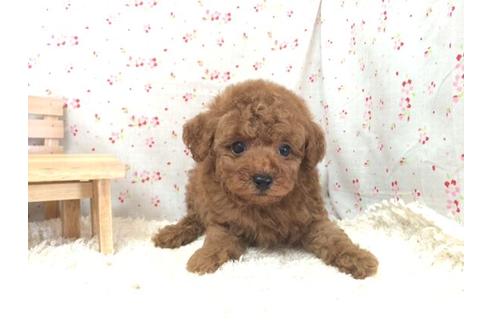 成約済の滋賀県のトイプードル-21539の2枚目