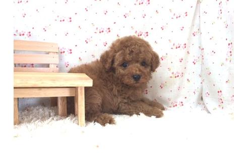 成約済の滋賀県のトイプードル-21539の1枚目