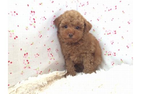 成約済の滋賀県のトイプードル-21540の2枚目