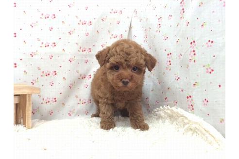 成約済の滋賀県のトイプードル-21540の1枚目