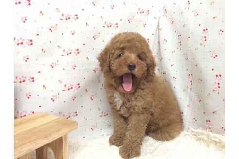 成約済の滋賀県のトイプードル-21541の2枚目