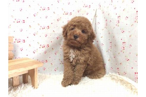 成約済の滋賀県のトイプードル-21541の1枚目