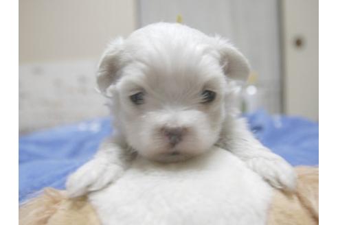 成約済の埼玉県のマルチーズ-21240の1枚目