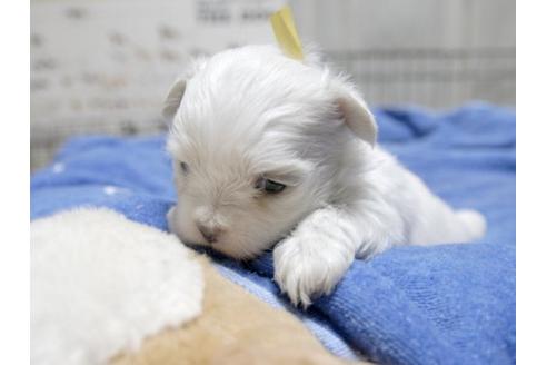 成約済の埼玉県のマルチーズ-21240の3枚目