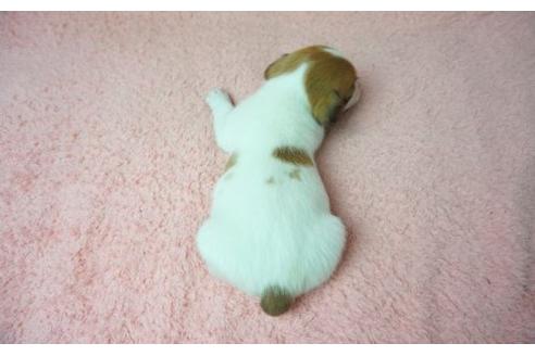 成約済の奈良県のジャックラッセルテリア-21568の2枚目