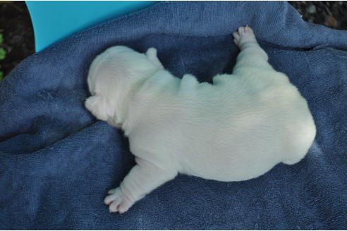 子犬