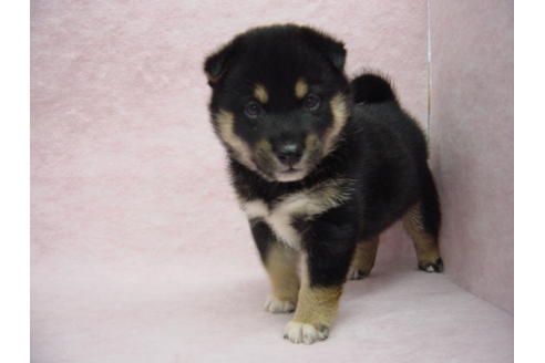 成約済の長崎県の柴犬-21616の3枚目