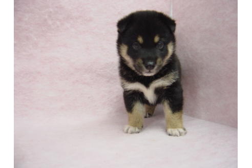 成約済の長崎県の柴犬-21616の1枚目