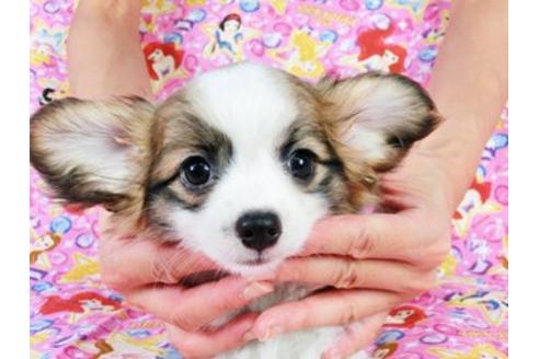 成約済の千葉県のパピヨン-21618の1枚目