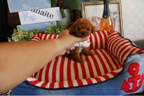 成約済の埼玉県のトイプードル-21626の1枚目