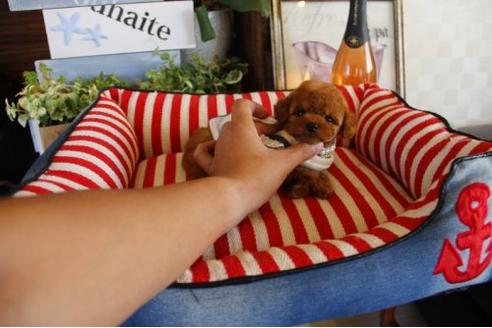 成約済の埼玉県のトイプードル-21626の2枚目